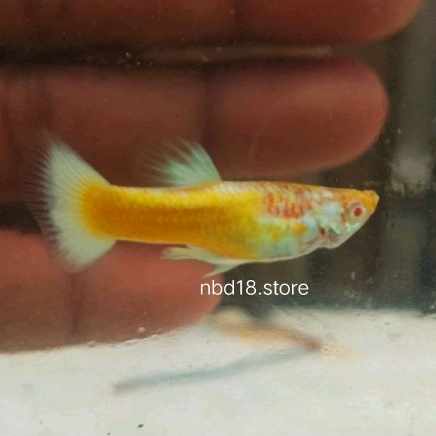 paking box seterofoam guppy albino full gold