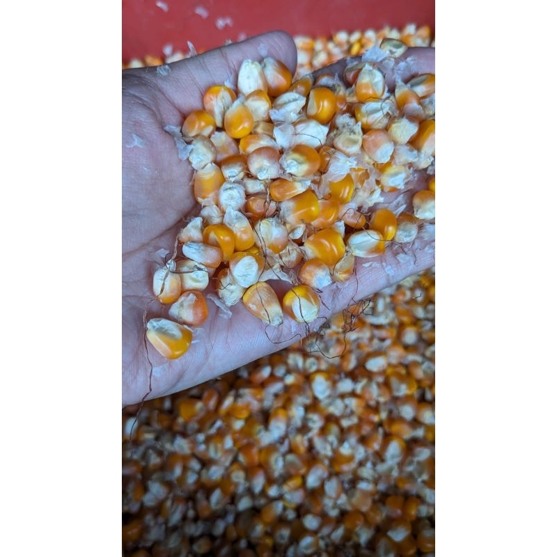 jagung pipil kering bersih 1kg