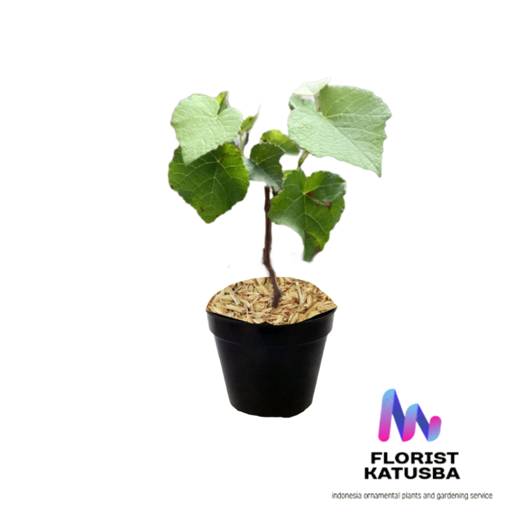 tanaman buah anggur tanaman rambat anggur ungu