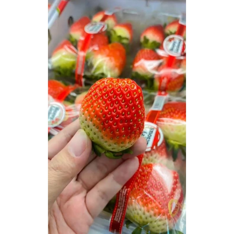 

strawberry Korea fresh 330 gram / Korean strawberry pack 330 gram