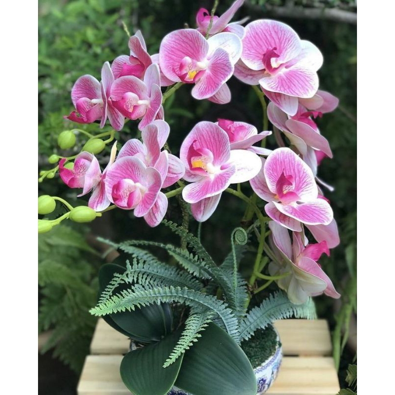 anggrek dendrobium larat dewasa