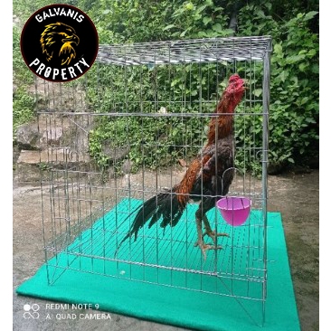 kandang ayam jago bangkok P100L80T80cm / kandang tenggaran umbaran ayam jago bangkok bahan besi galv
