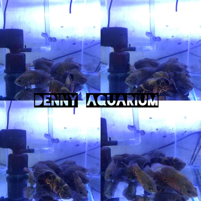 IKAN HIAS AIR TAWAR OSCAR TIGER BATIK HITAM LOKAL