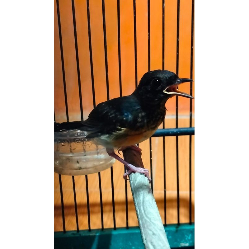 Murai Batu Trotol Trah Prestasi REAL JANTAN bukan GAMBLING/PREDIKSI