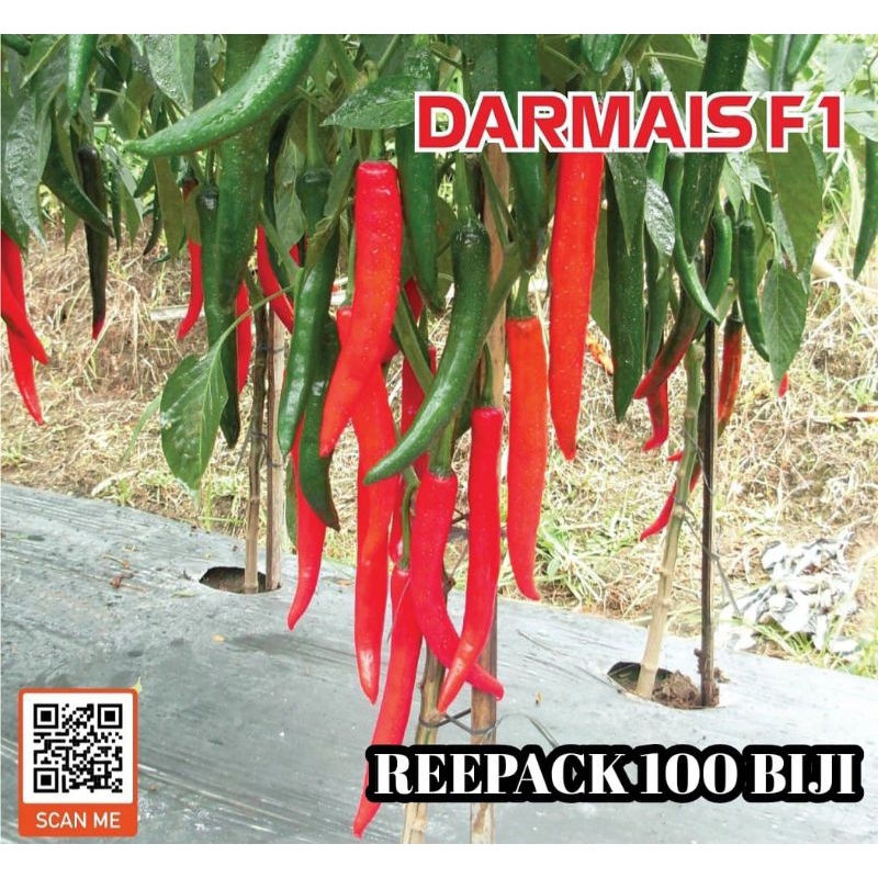 100 Biji Cabe Besar DARMAIS F1 | Benih Cabai Besar