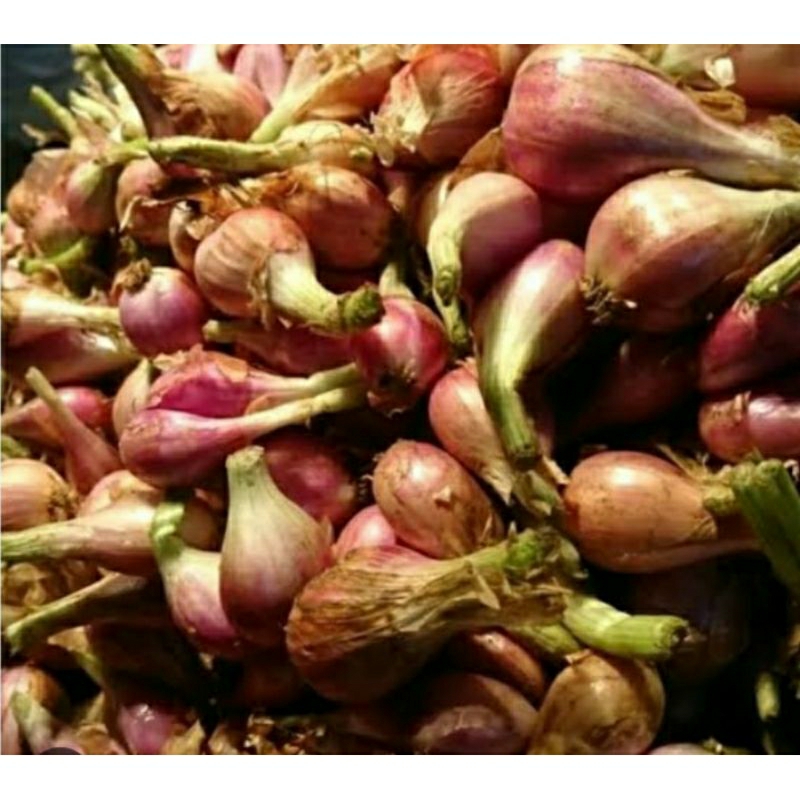 

Bawang Sumenep Asli Bumbu Dapur Bumbu Masakan