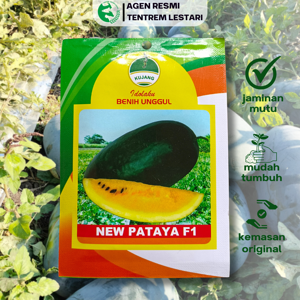 Benih Semangka NEW PATAYA F1 75 Biji Asli Cap Kujang Kuning Inul