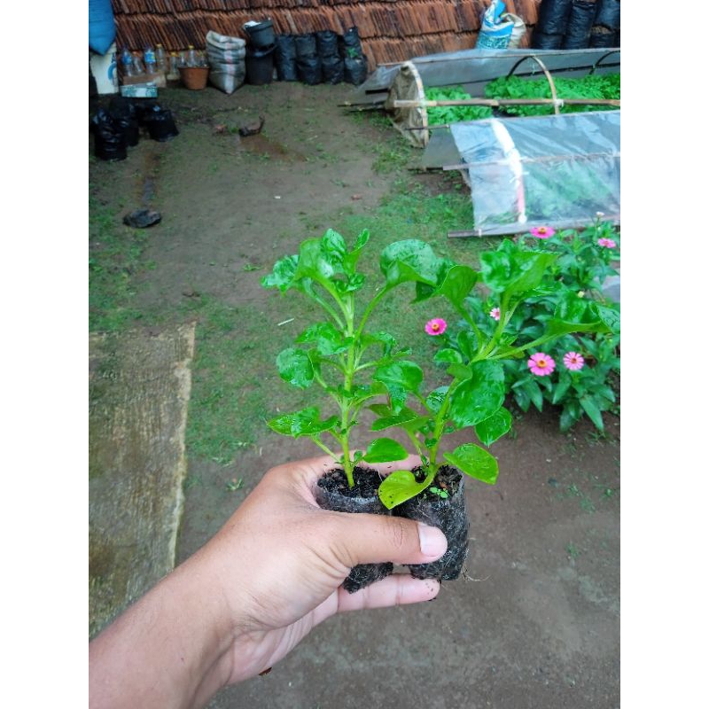 (10 POHON) BIBIT BAYAM BRAZIL SIAP TANAM -BIBIT TANAMAN BAYAM BRAZIL SIAP TANAM - BIBIT BAYAM BRAZIL