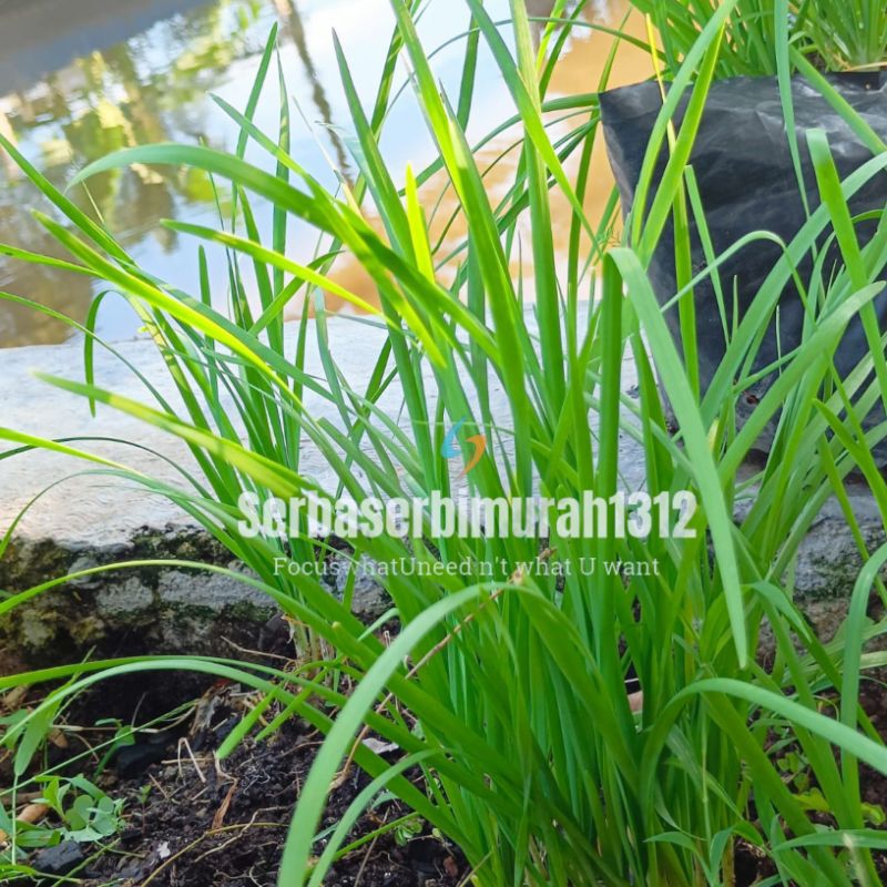 

Daun Bawang Kucai 5rb/ikat