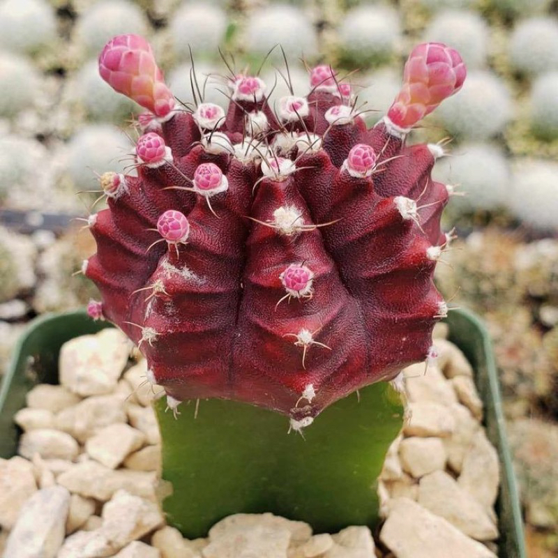 Kaktus Gymnocalycium Siklam