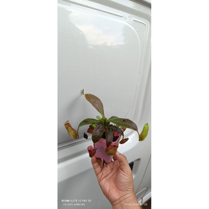 nepenthes globosa hybrid