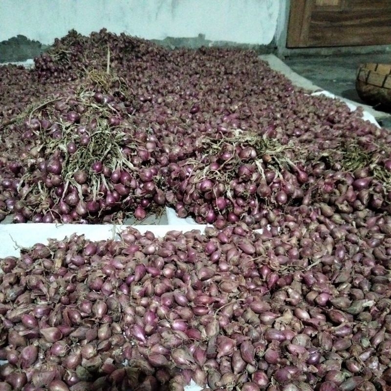 

bawang merah probolinggo