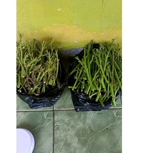 Entres alpukat aligator super
