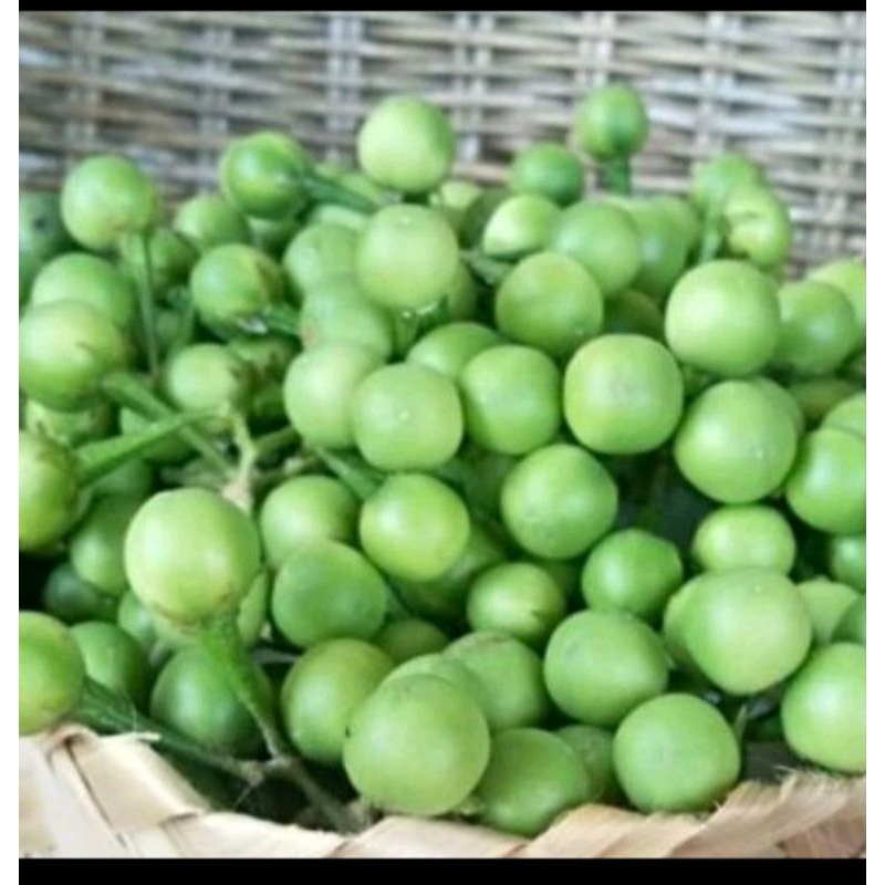 

buah takokak/ terung Pipit 100gr