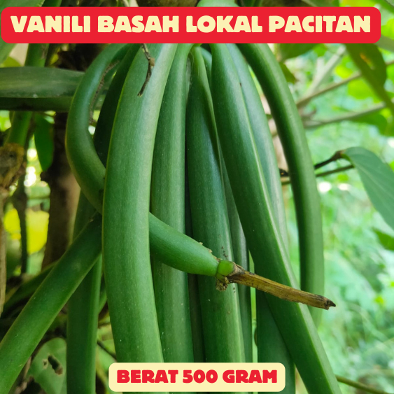 

Vanili Segar Hijau Tua 0,5 Kg – Ukuran 10 cm Ke Atas – Cocok untuk Pengeringan