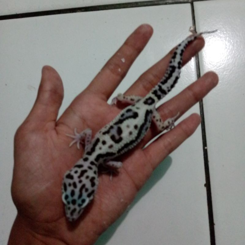Leopard gecko Macksnow Tremper