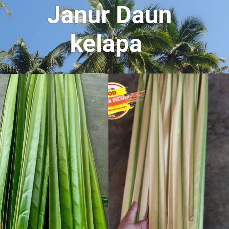 

COD JANUR DAUN KELAPA TUA dan MUDA 1kg