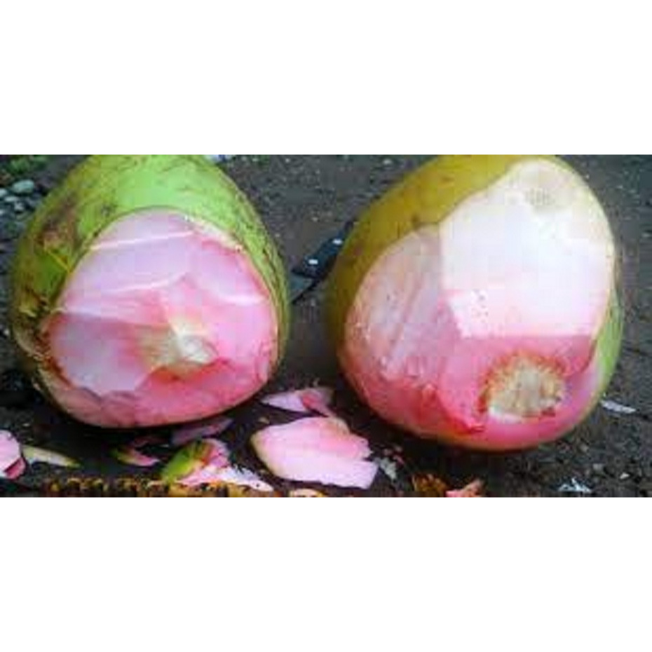 

DEGAN IJO ASLI / DEGAN JAMU / DEGAN WULUNG / DEGAN PINK / DEGAN OBAT ASLI / degan bol