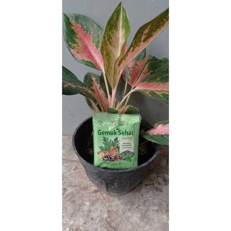 Jamu gemuk sehat sidomuncul pack isi 10 sacet /  Sidomuncul gemuk sehat