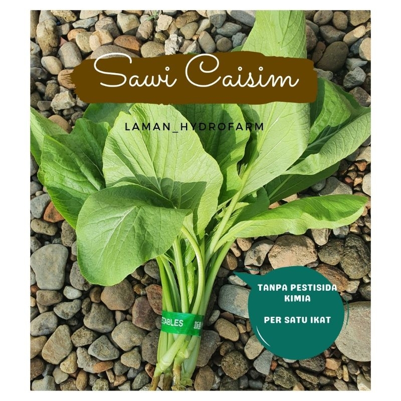 

Sayur Segar dan Benih Sawi Pangsit Caisim Hidroponik Tanpa Pestisida