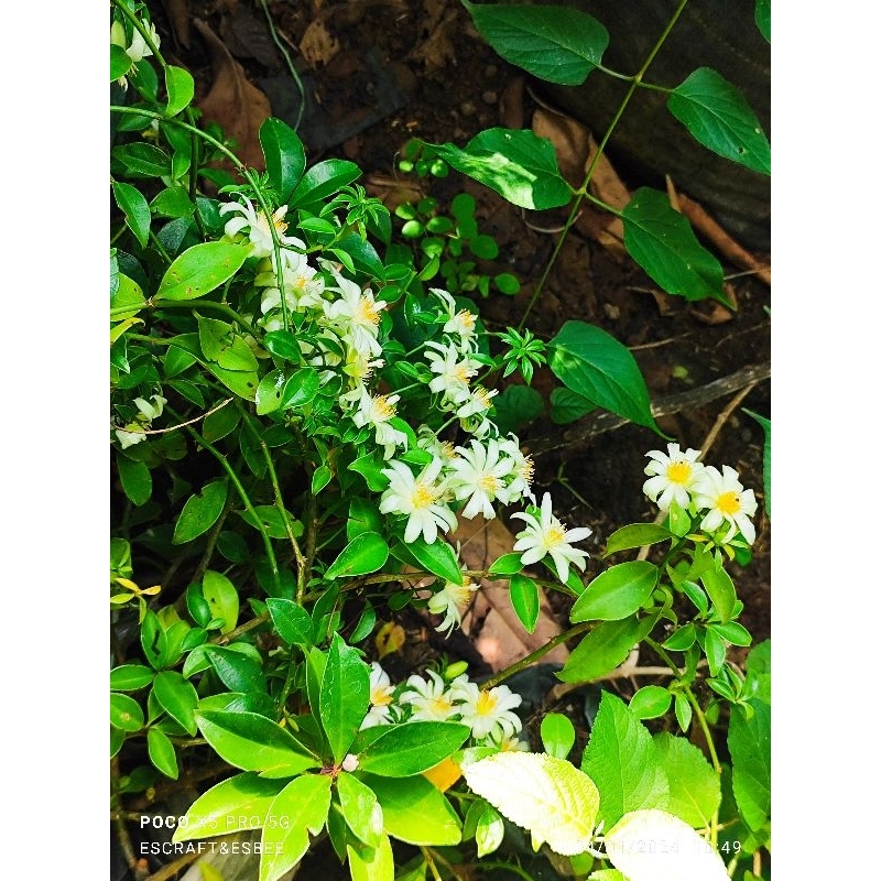 Indukan Ora Pro Nobis Full Cabang