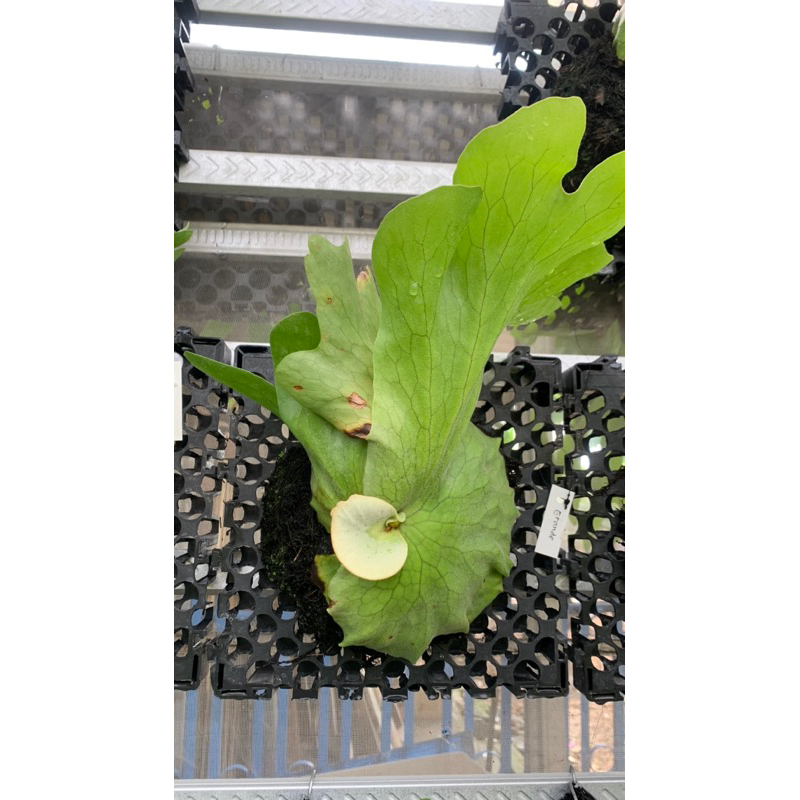 platycerium grande atau simbar menjangan grande, realplant rawatan