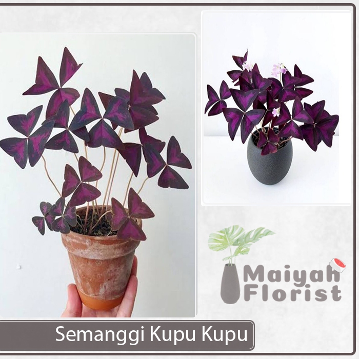 Tanaman Hias Semanggi Ungu - Kupu kupu Ungu - False Shamrock