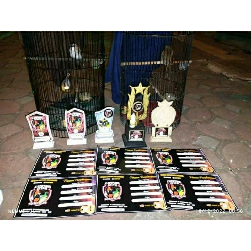 doping lomba burung trucuk