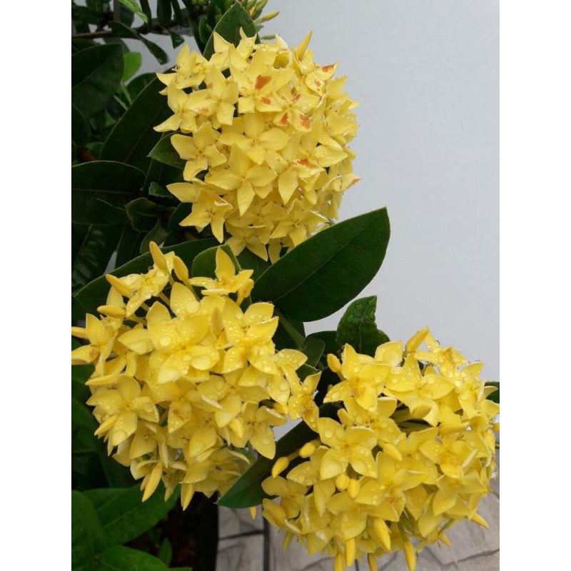 Tanaman Hias Bunga Asoka Kuning - Soka Bunga Kuning