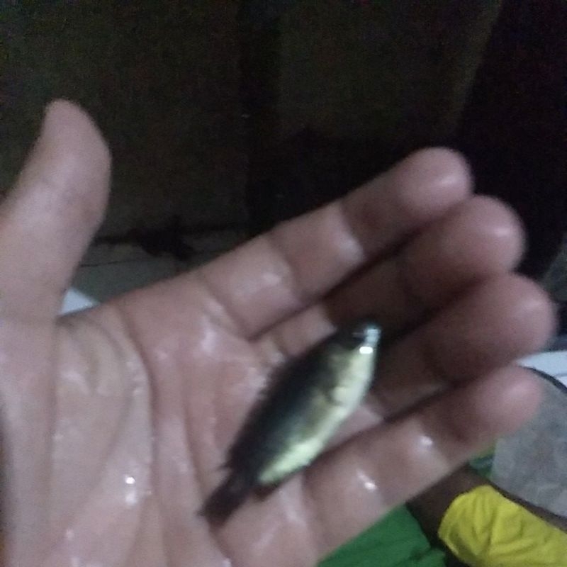 ikan betik ukuran KECIL peliharaan