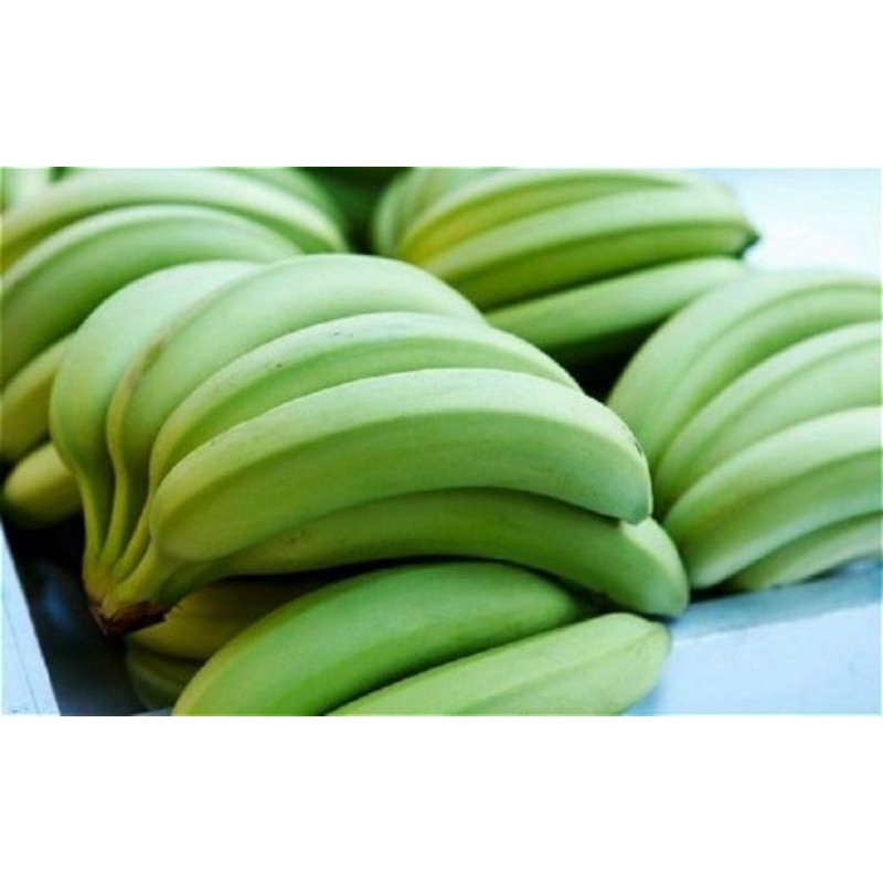 

pisang nangka harga persisir