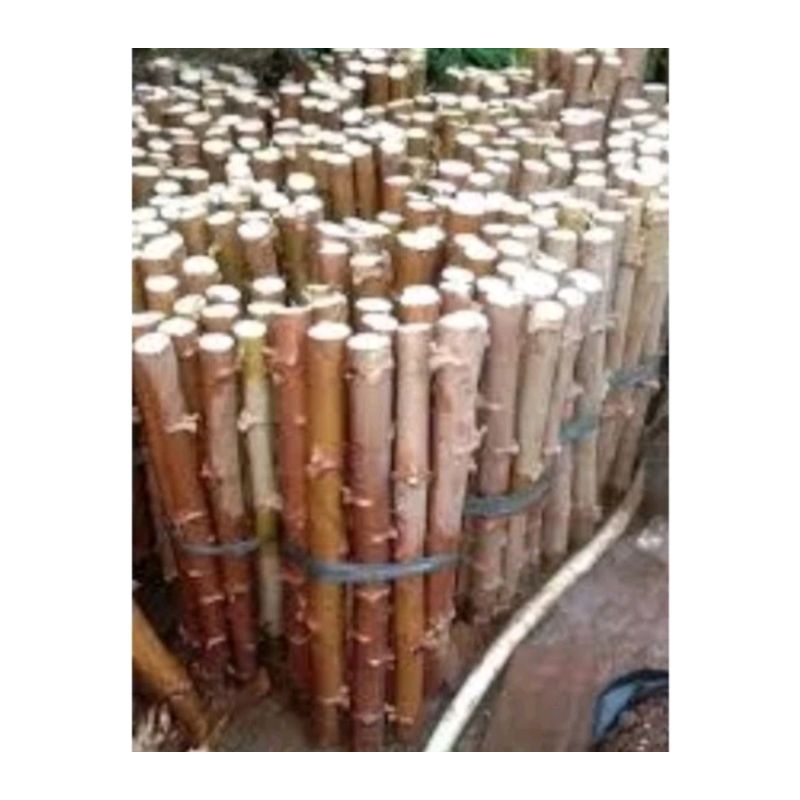 BiBit singkong mentega singkong kuning