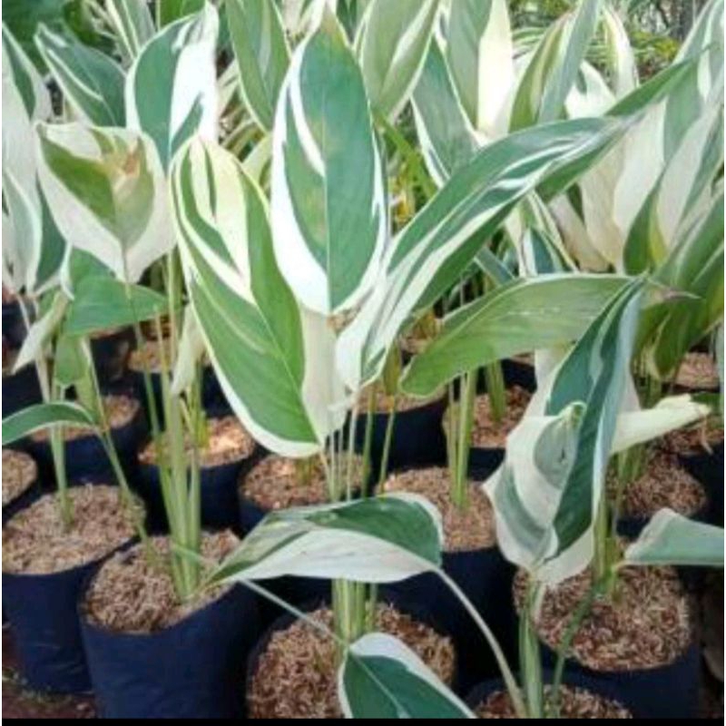 tanaman hias Garut varigata