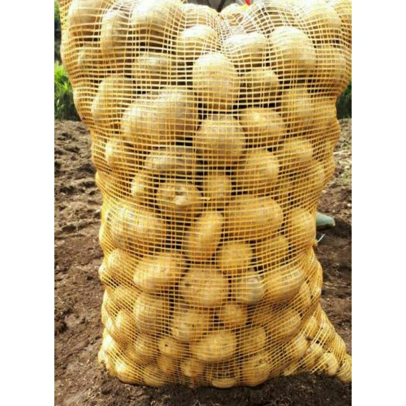 

Kentang Dieng 1kg/15000