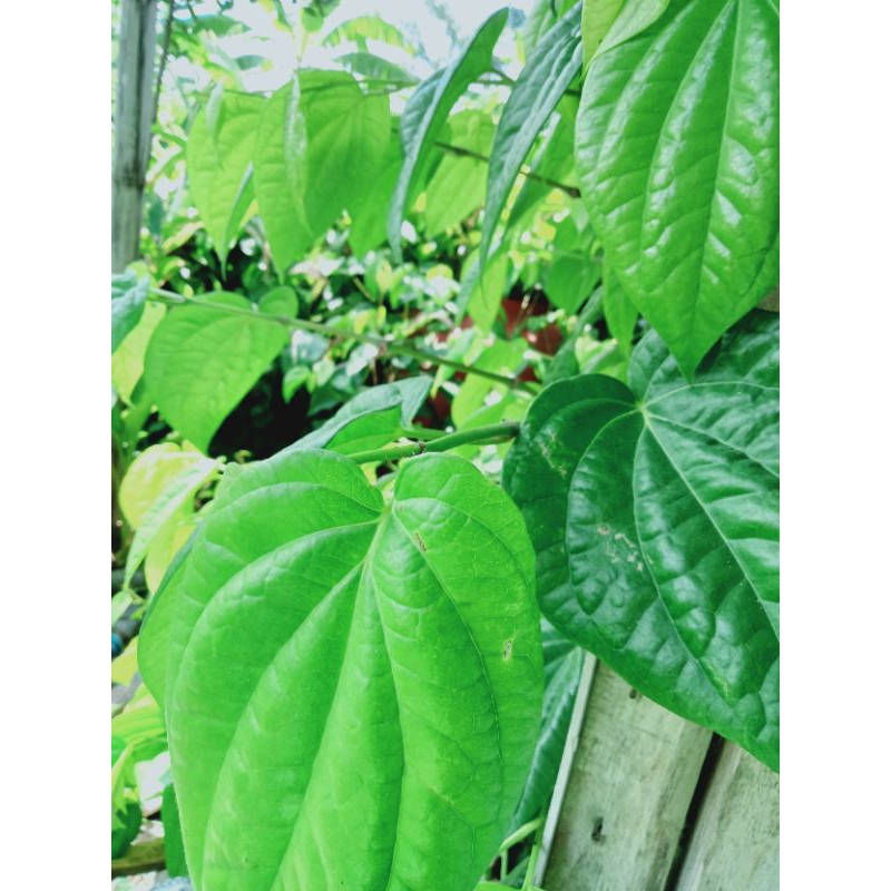 

Daun Karuk Sirih tanah sirih hijau segar/fresh 100% organik obat batuk, asma, keputihan 100 gram langsung dipetik dari kebun