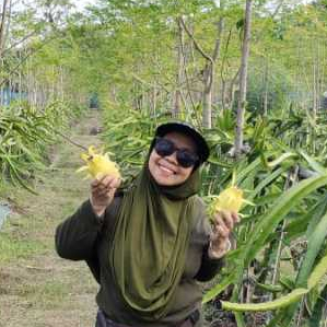 

Buah Naga Kuning Golden Frutonary
