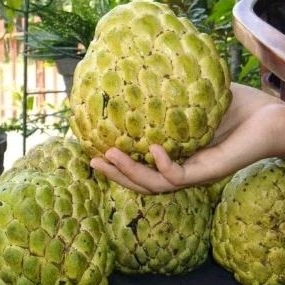 

SARIKAYA MADU JUMBO MANIS/KG isi 3atau 4pcs