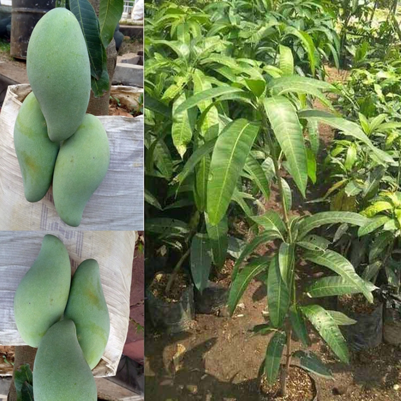 Bibit Pohon Mangga Kiojay