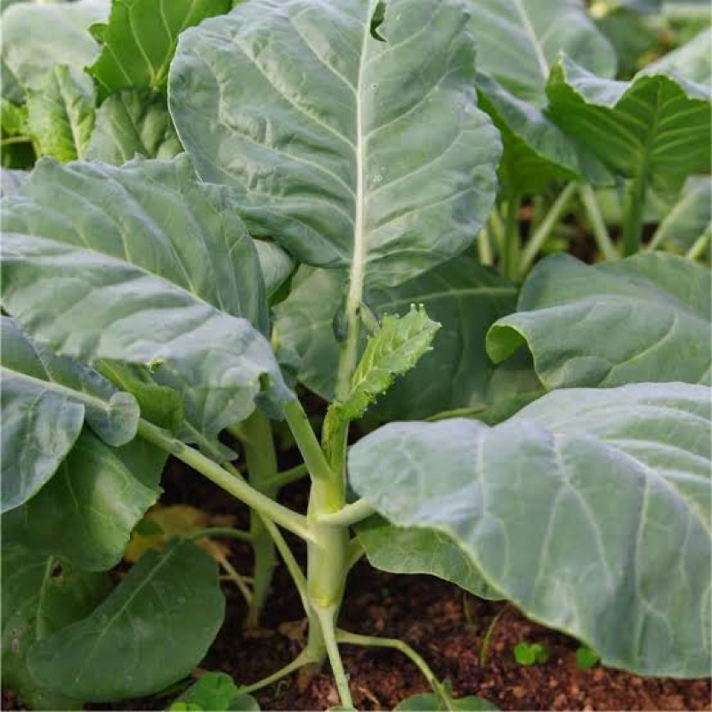 50 Benih Sawi Kailan Sayur Benih Sawi Kailan Unggul Berkualitas Bibit Sawi Kailan Unggul
