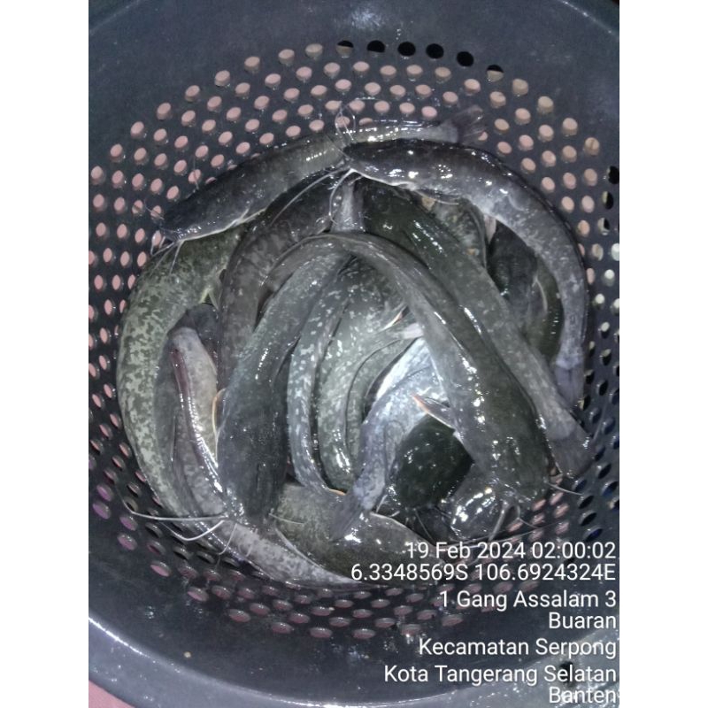

ikan segar