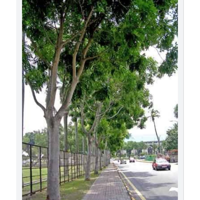 Pohon peneduh Angsana tinggi 2meter
