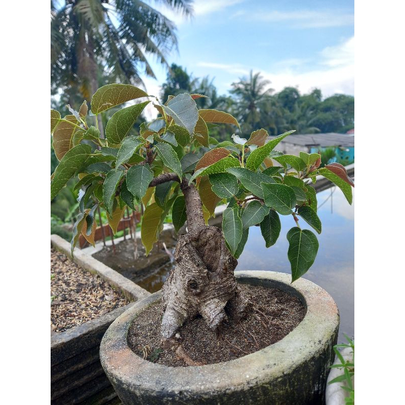 bonsai ficus superba