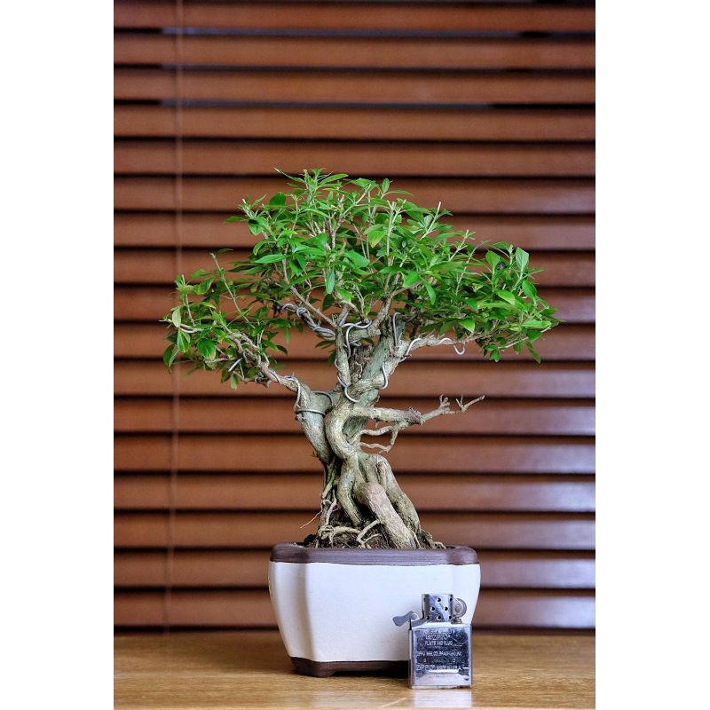 Pohon Bonsai Seribu Bintang Serissa