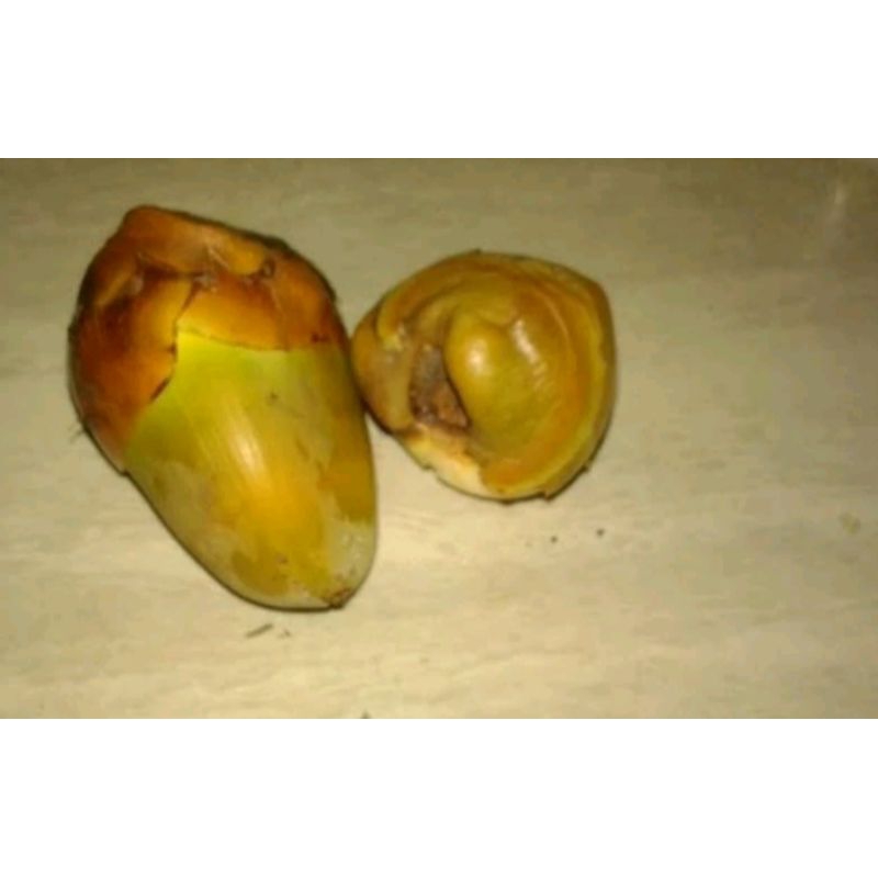 

beluluk kelapa kelapa kecil segar obat herbal