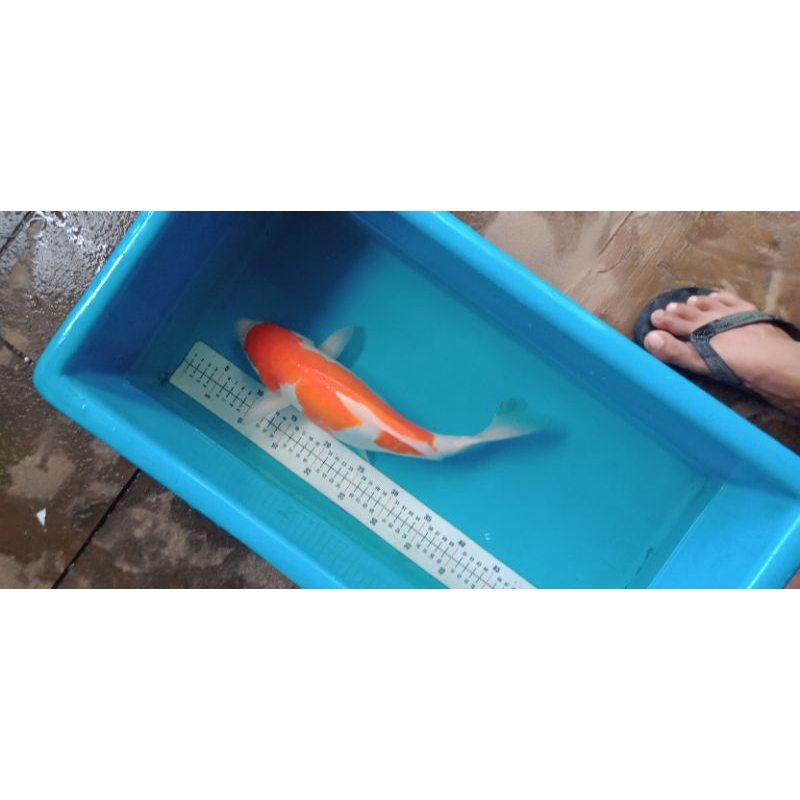 koi Blitar kohaku Aragoke gemoy