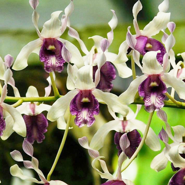 Anggrek Dendrobium Keriting Spesies nindii
