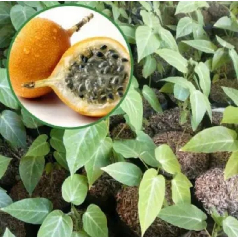 Bibit Buah Markisa Manis