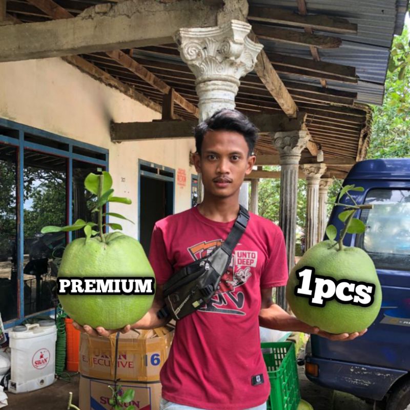 

JERUK PAMELO MANIS PREMIUM // jeruk_pamelo_madu // jeruk pamelo jumbo // jeruk pamelo pati