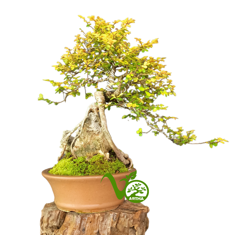 Bonsai Ulmus Golden On The Rock 02