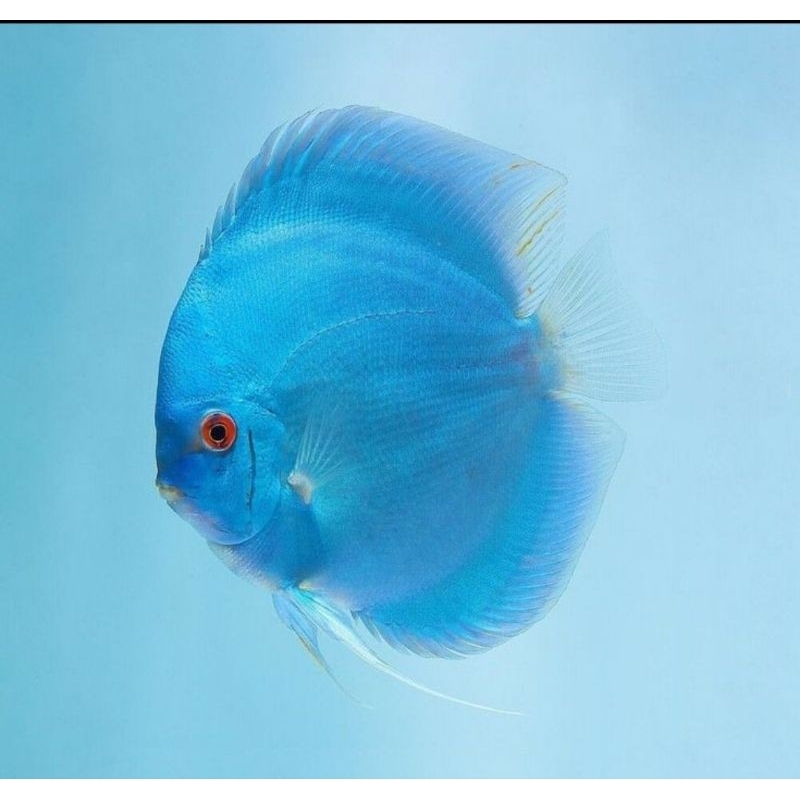 Ikan Discus Blue Diamond size 4,5 cm